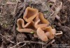 řasnatka vosková (Houby), Peziza vesiculosa (Fungi)